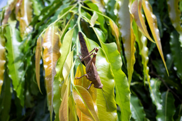 A dark brown grasshopper, Valanga nigricornis, eating a leaf for its lunch