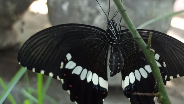 a very beautiful black butterfly just emerged from the cocoon