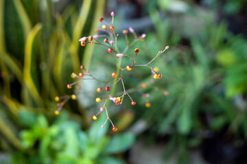 Close up of Talinum paniculatum flower or Javanese colesom flower