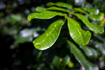 Longan (Dimocarpus longan) green leaves with water splash for natural background
