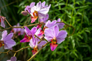 Phalaenopsis schilleriana or commonly known as the moon orchid, shallow focus