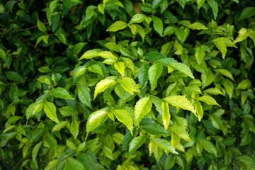 Teh-tehan, Acalypha siamensis or forest tea, usually used as a hedge and ornamental plant