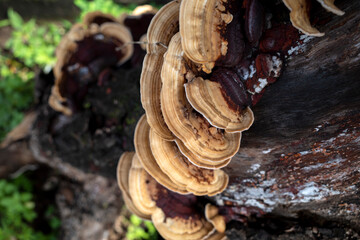 Trametes versicolor mushrooms on a dead tree. Natural background