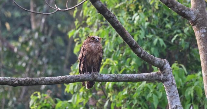Looking towards the right then faces towards the camera, Buffy Fish-Owl Ketupa ketupu, Juvenile, Thailand