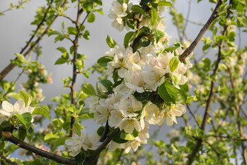 Beautiful and delicate apple flowers in the morning sun close up.  Apple blossom. Spring background.