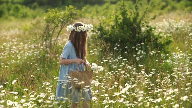 Girl daisy field with daisy wreath in blue dress holds basket full of daisies, perhaps collecting them to add to a bouquet or to share with others. Girl enjoying flowers in daisy field.