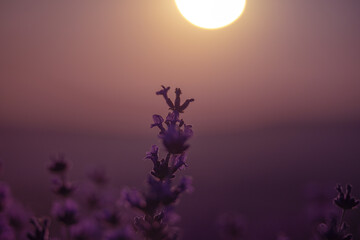 Lavender flower background. Violet lavender field sanset close up. Lavender flowers in pastel...