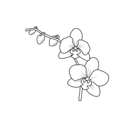 Orchid flower branch with buds and flowers line art. Beautiful flowers are decorative. Pattern for wedding invitations. Vector illustration isolated on a white background.