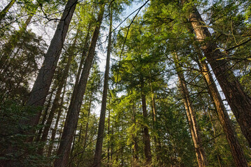 Dense forest in Canada on a sunny day