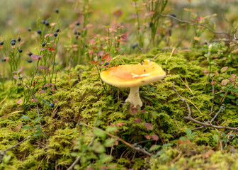 Wild mushroom in the forest, traditional forest background with grass, moss, lichens and dry branches, autumn forest texture, autumn