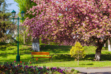 uzhgorod, ukraine - 26 apr 2015: masaryk square in spring. sakura tree in full blossom. wooden bench near the paved footpath under the pink cherry blossom on a sunny day