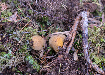 Wild mushroom in the forest, traditional forest background with grass, moss, lichens and dry branches, autumn forest texture, autumn