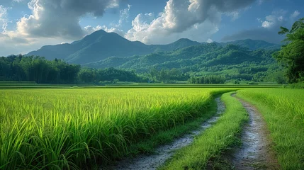 Foto op Canvas Verdant Harvest: Green Rice Field with Golden Ears © Naseem
