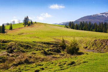 scenic countryside with grassy hills, trees, and mountains in spring. carpathian rural landscape in spring