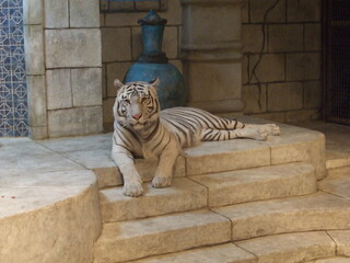 white tiger laying down