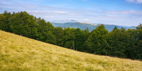 forested landscape of ukrainian mountains. nature scenery with primeval beech forest on the grassy hills and meadows in afternoon light