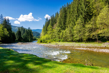 carpathian nature scenery with tereblya river on a sunny day in spring. trees along shore and...