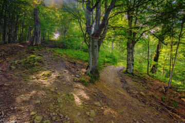 summer adventure in natural forest. scenery with trail through wild environment of primeval woodland of transcarpathia
