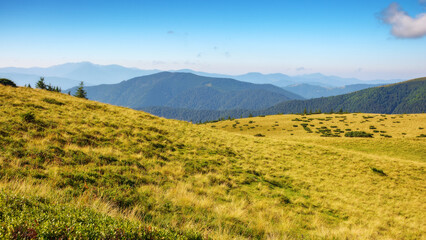 green carpathian mountain landscape with grassy meadow. alpine ukrainian scenery in summer with open view in to the distant chornohora range. warm summer forenoon