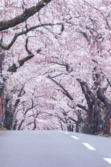 満開の桜のトンネルを抜けるような道路