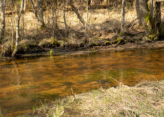 spring landscape with a small wild river, bare trees, reflections in the water, dry grass on the river banks, Stikupe, Vaidava, Latvia