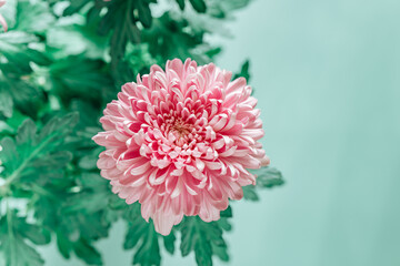 Chrysanthemums on a green background.Chrysanthemums and asters flowers. Delicate floral background in pastel colors. Autumn perennial flowers. Beautiful pink and lilac flowers