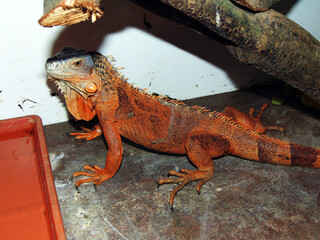 brown iguana in a cage