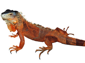 Brown iguana isolated on white background