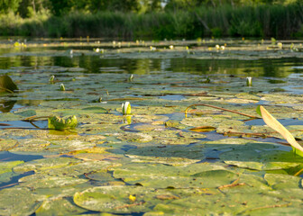 white water lilies in the lake, reflections in the water, summer time by the water