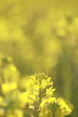 満開前の菜の花畑