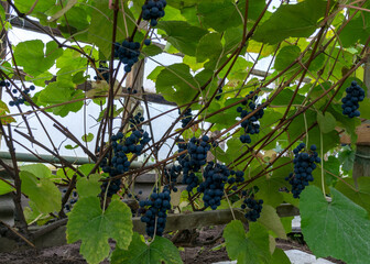 a bunch of grapes in a greenhouse, grape growing in a greenhouse, autumn harvest