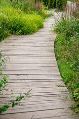Walkway with beautiful plants  in garden