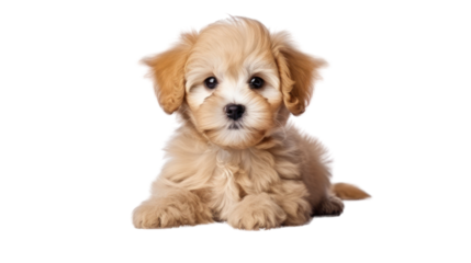 Cute puppy of Maltipoo dog isolated on transparent and white background.PNG image.	

