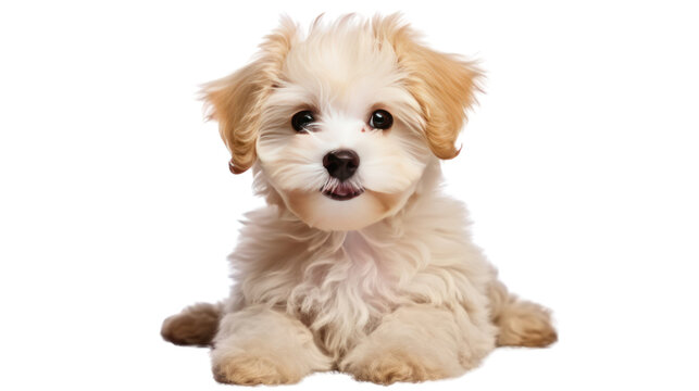 Cute puppy of Maltipoo dog isolated on transparent and white background.PNG image.