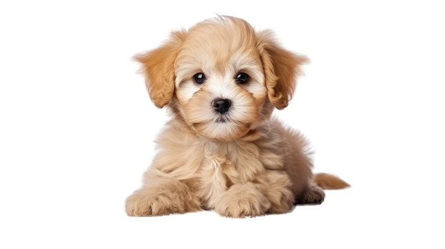 Cute puppy of Maltipoo dog isolated on transparent and white background.PNG image.	
