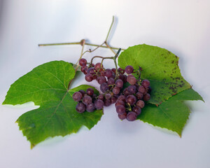 grapes of different shapes and colors on the table, grape tasting and tasting concept