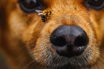 Fotobehang Close up of bee sitting on dog's face © Firn