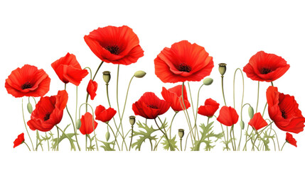 Red poppies ,copy spade  isolated on transparent and white background.PNG image.	