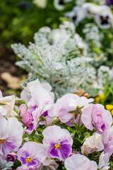 pansy flowers in the garden