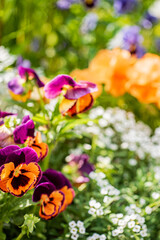 pansy flowers in the garden