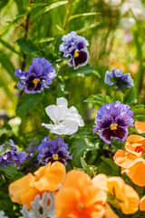 Fototapeta premium pansy flowers in the garden
