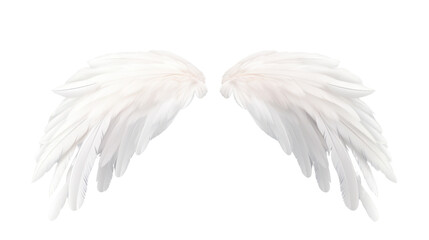 Natural white wing plumage isolated on transparent and white background.PNG image.	 - obrazy, fototapety, plakaty
