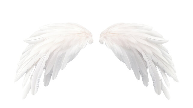 Natural white wing plumage isolated on transparent and white background.PNG image.	