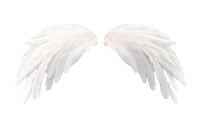 Natural white wing plumage isolated on transparent and white background.PNG image.	