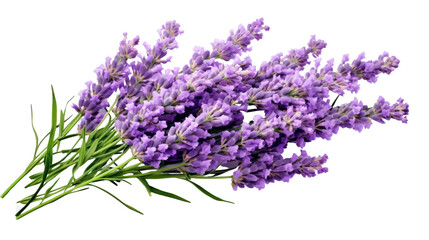 Lavender flowers  isolated on transparent and white background.PNG image.	