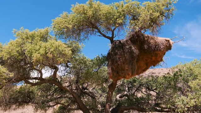 Large bird nest of weaver hangs on branches of acacia tree in African savanna of national park