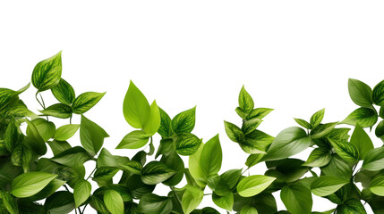 Green flying leaves isolated on transparent and white background.PNG image.	