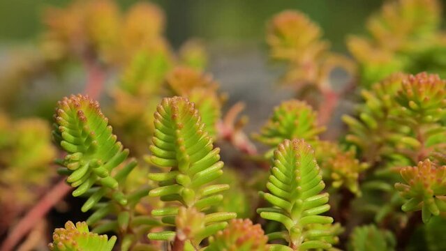 Red moss stonecrop.Sedum album Coral Carpet. Succulents and sedums close-up macro. groundcover flower.Beautiful nature background in green and reds shades. 4k footage