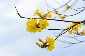 Golden Tabebuia chrysotricha or golden trumpet tree bloom in spring. There are a few small yellow...