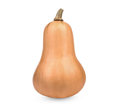 Butternut squash isolated on transparent background. (.PNG)